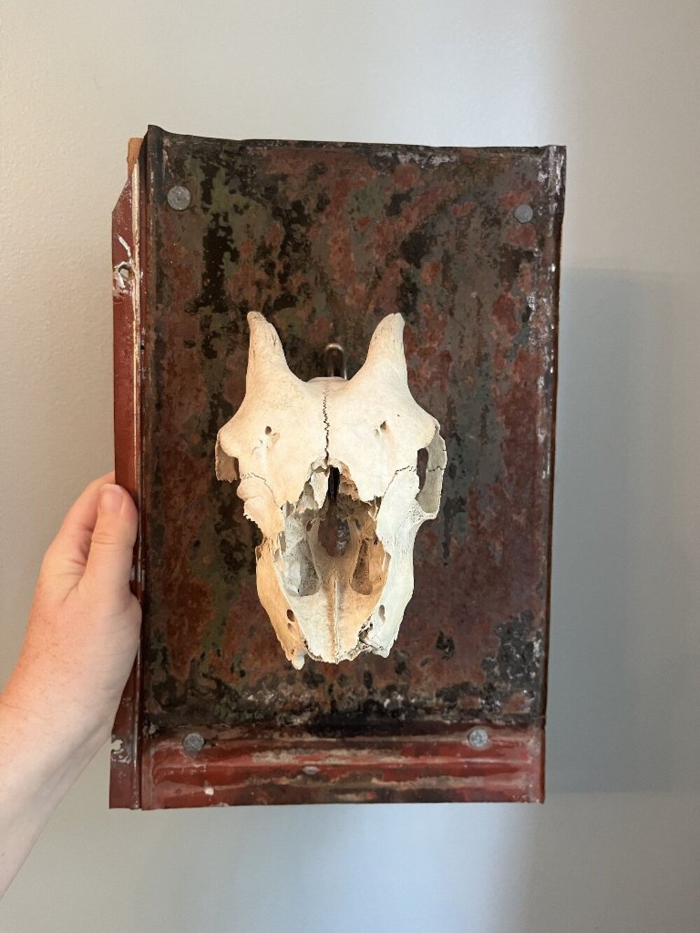 Vintage Goat Skull On Rustic Metal & Wood Plaque Wall Decor